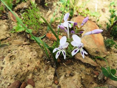 Lapeirousia pyramidalis, photographed by linkie