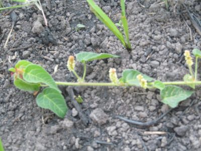 Acalypha petiolaris, photographed by Lutendo Mudzielwana