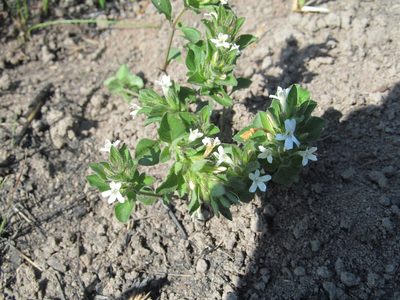 Dyschoriste burchellii, photographed by Lutendo Mudzielwana