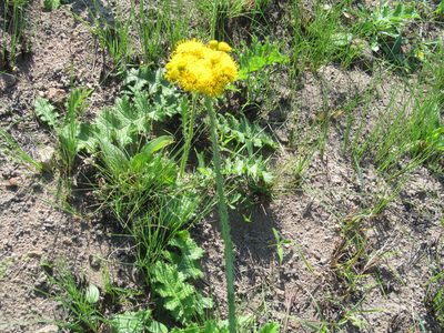 Berkheya umbellata, photographed by Lutendo Mudzielwana