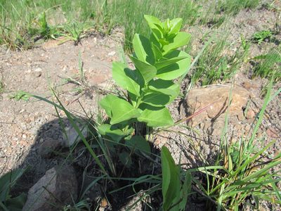 Gymnosporia woodii, photographed by Lutendo Mudzielwana