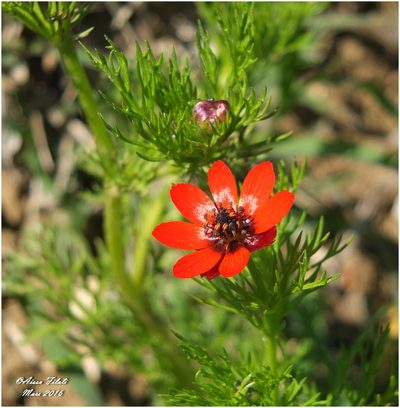 Adonis annua, photographed by Aissa Djamel Filali