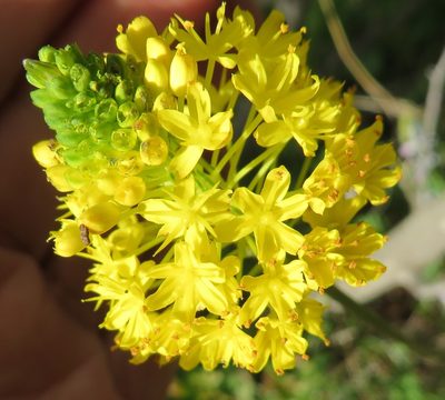 Bulbinella triquetra, photographed by linkie