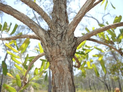 Owenia vernicosa, photographed by coenobita