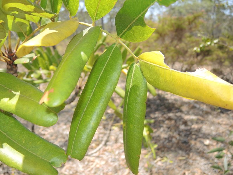 Owenia vernicosa, photographed by coenobita