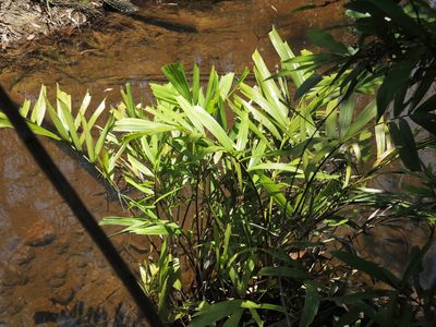 Hydriastele wendlandiana, photographed by coenobita