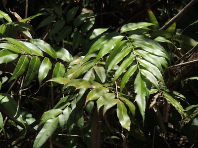 Stenochlaena palustris, photographed by coenobita
