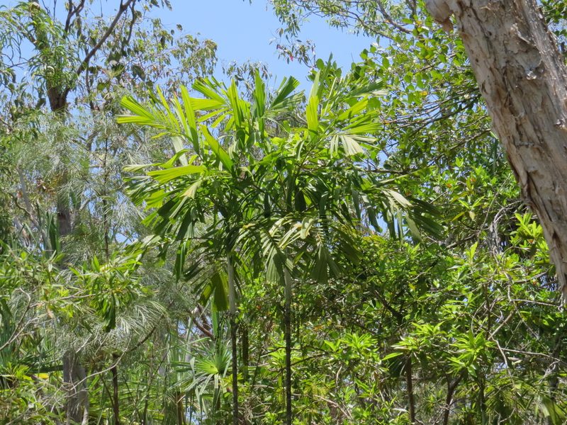 Hydriastele wendlandiana, photographed by coenobita