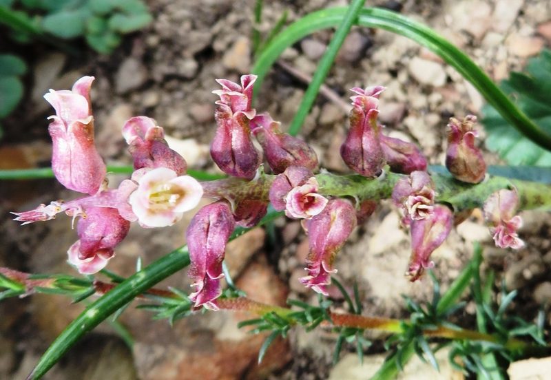 Lachenalia variegata, photographed by linkie