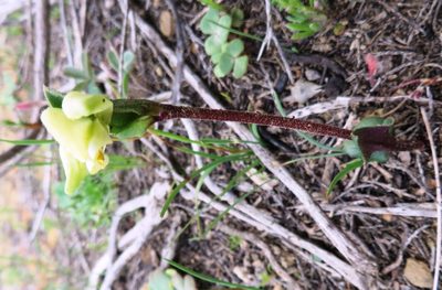 Disperis villosa, photographed by linkie