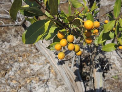 Alyxia spicata, photographed by coenobita