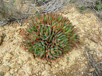 Aloe brevifolia, photographed by linkie