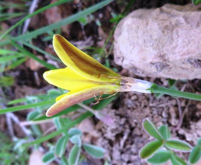 Sparaxis fragrans, photographed by linkie