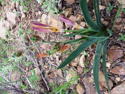 Sparaxis fragrans, photographed by linkie