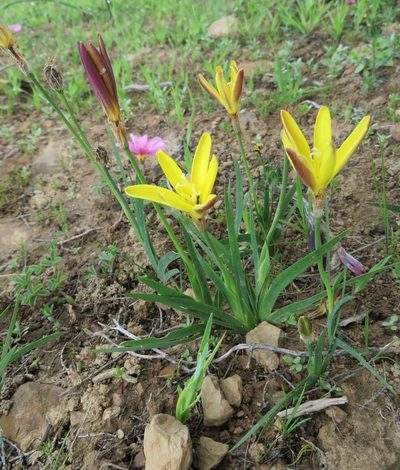 Sparaxis fragrans, photographed by linkie