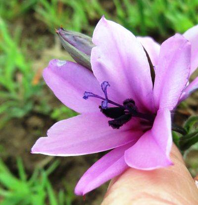 Babiana purpurea, photographed by linkie