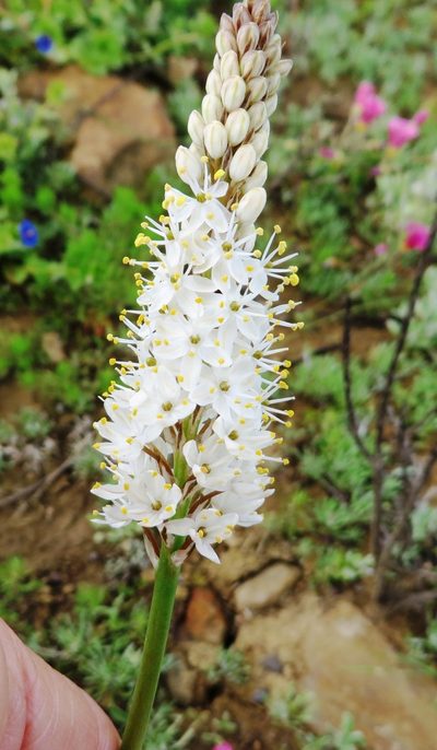 Bulbinella barkerae, photographed by linkie
