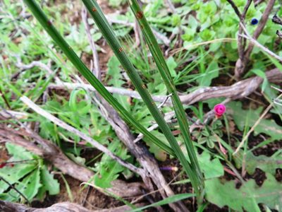 Gladiolus abbreviatus, photographed by linkie
