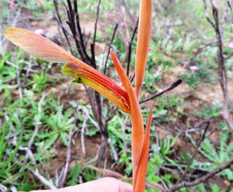 Gladiolus abbreviatus, photographed by linkie