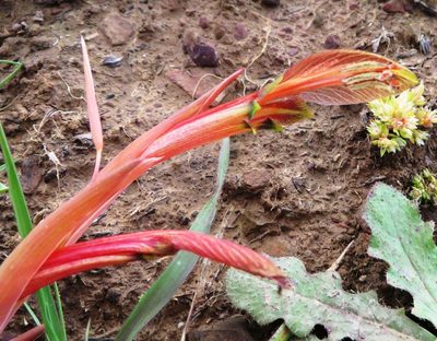 Gladiolus abbreviatus, photographed by linkie