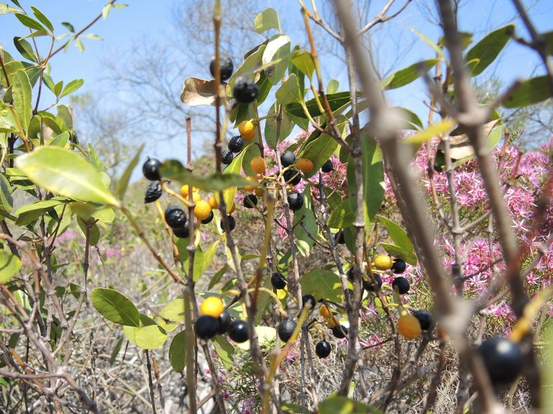 Alyxia spicata, photographed by coenobita