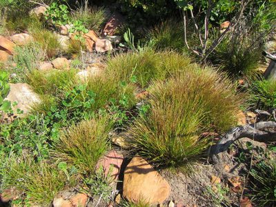 Ficinia anceps, photographed by douglaseustonbrown