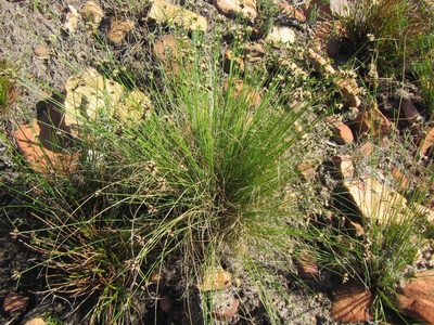Ficinia gracilis, photographed by douglaseustonbrown