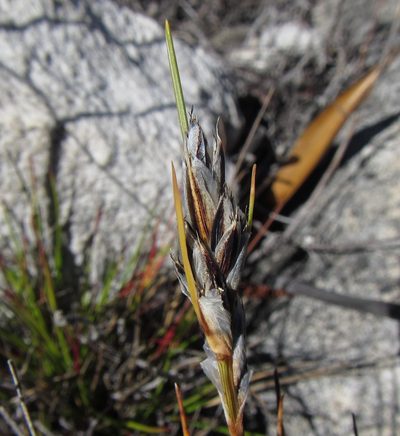 Ficinia monticola, photographed by douglaseustonbrown