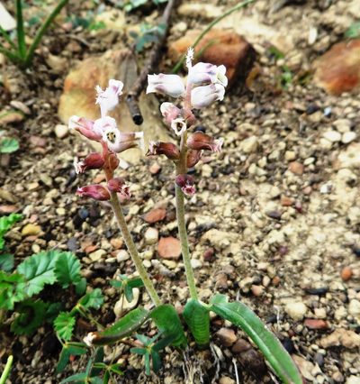 Lachenalia canaliculata, photographed by linkie