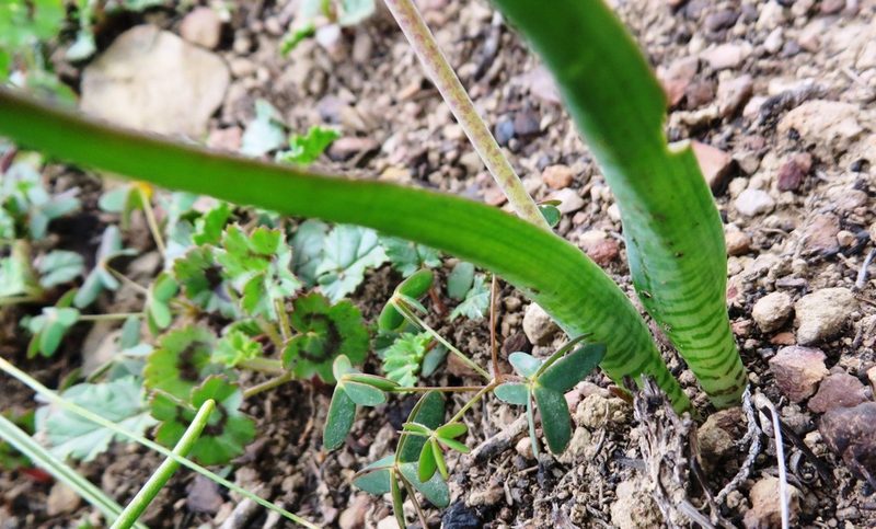 Lachenalia canaliculata, photographed by linkie