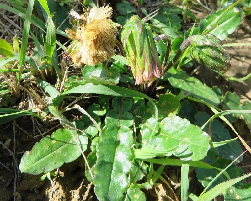 Perdicium capense, photographed by linkie