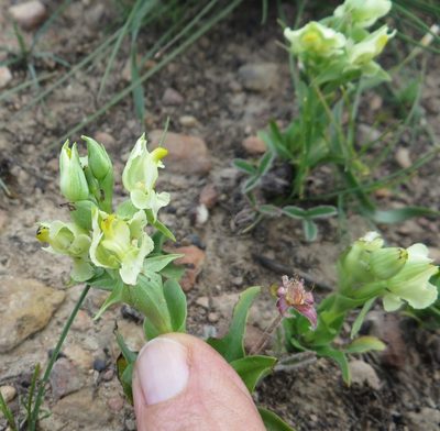 Pterygodium alatum, photographed by linkie