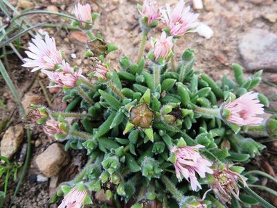 Trichodiadema occidentale, photographed by linkie