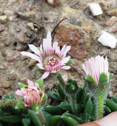 Trichodiadema occidentale, photographed by linkie