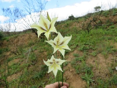 Gladiolus tristis, photographed by linkie