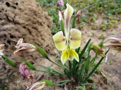 Gladiolus virescens, photographed by linkie
