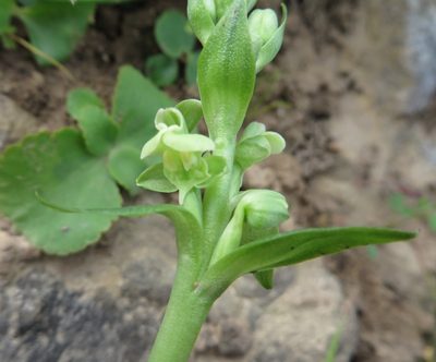 Pterygodium volucris, photographed by linkie