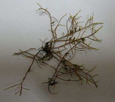 Cryphaea tenella, photographed by John Steel