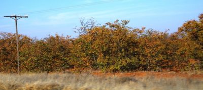 Colophospermum mopane, photographed by Tony Rebelo