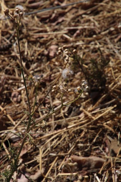 Anisopappus schinzii, photographed by Tony Rebelo
