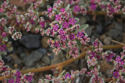 Aizoon sarcophyllum, photographed by Tony Rebelo