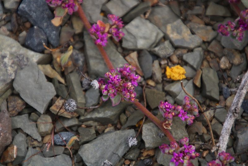 Aizoon sarcophyllum, photographed by Tony Rebelo