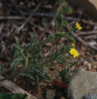 Osteospermum calendulaceum, photographed by Tony Rebelo