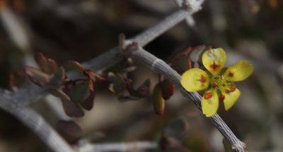 Roepera lichtensteiniana, photographed by Tony Rebelo