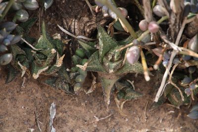 Haworthiopsis tessellata, photographed by Tony Rebelo