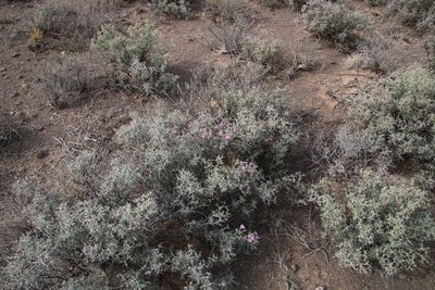 Ruschia intricata, photographed by Tony Rebelo