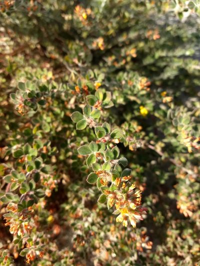 Acmispon tomentosus, photographed by sdash