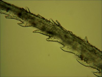 Racomitrium pruinosum, photographed by Peter de Lange