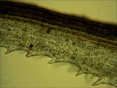 Racomitrium pruinosum, photographed by Peter de Lange