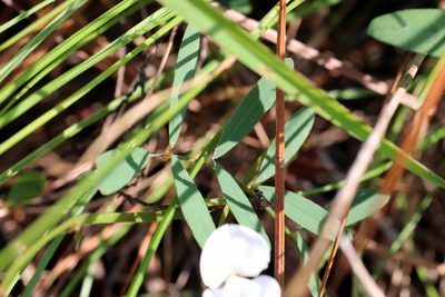 Tephrosia florida, photographed by Lauren McLaurin